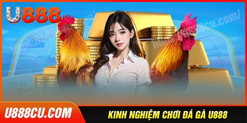 Kinh nghiệm chơi đá gà U888 bất bại