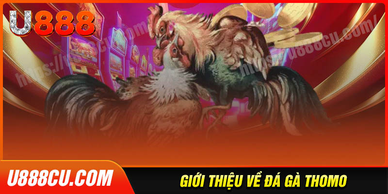 Tổng quan về đá gà thomo trực tuyến